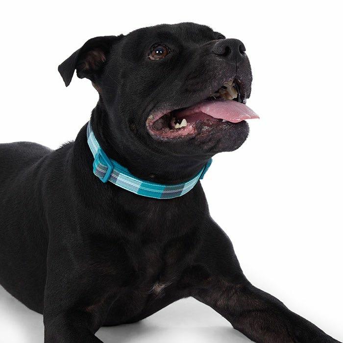 Checkered Dog Collar Teal Dog