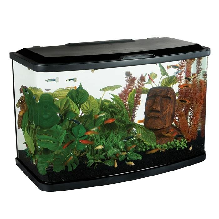 Curve Aquarium 60L Fish