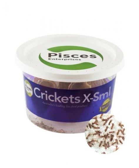 Live Crickets 84 Pack Live Reptile Food