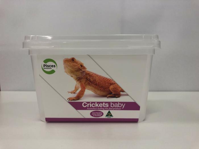 Live Crickets Baby Pack Live Reptile Food