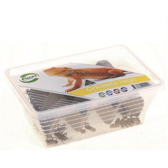 Live Crickets Large Pack Live Reptile Food