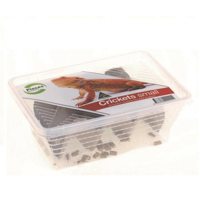 Live Crickets Small Pack Live Reptile Food