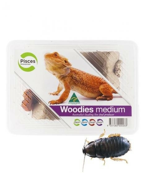 Live Woodies Medium 40 Pack Live Reptile Food