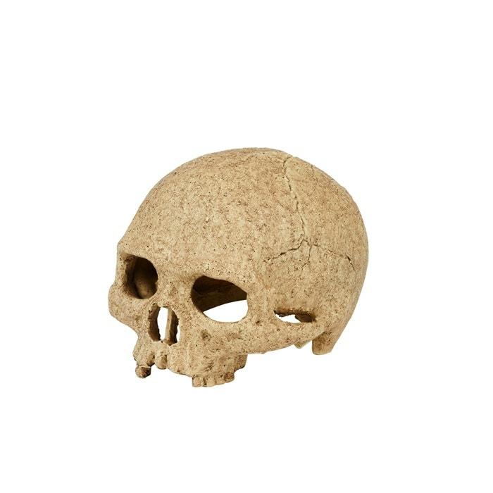 Primate Skull Reptile Ornament L Other Pets