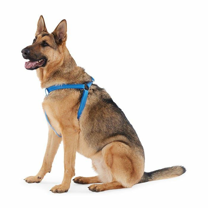 Reflective Dog Harness Blue Dog